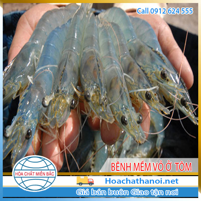 BỆNH MỀM VỎ Ở TÔM
