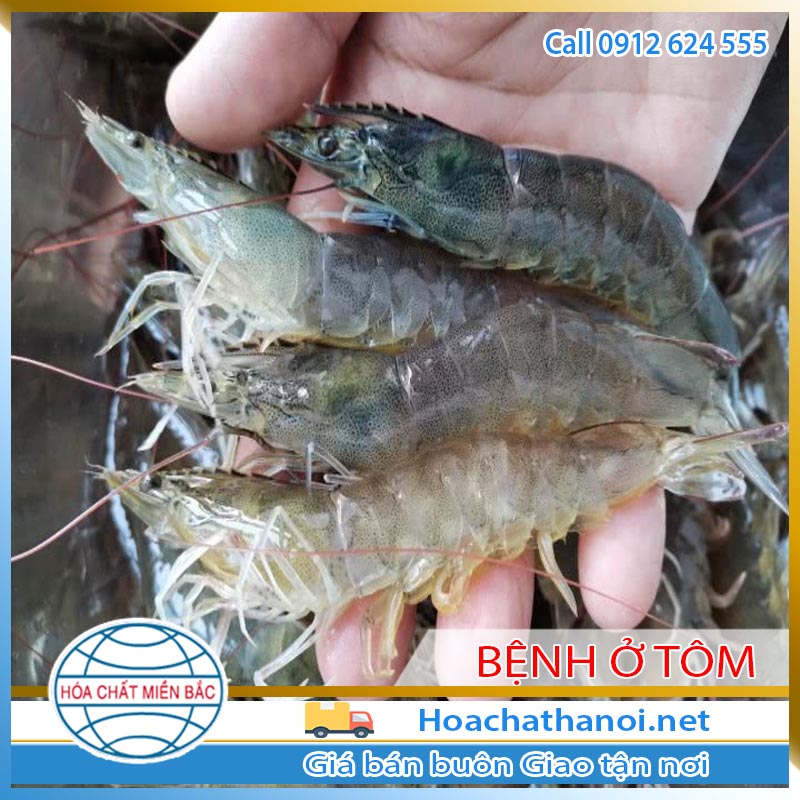 BỆNH Ở TÔM